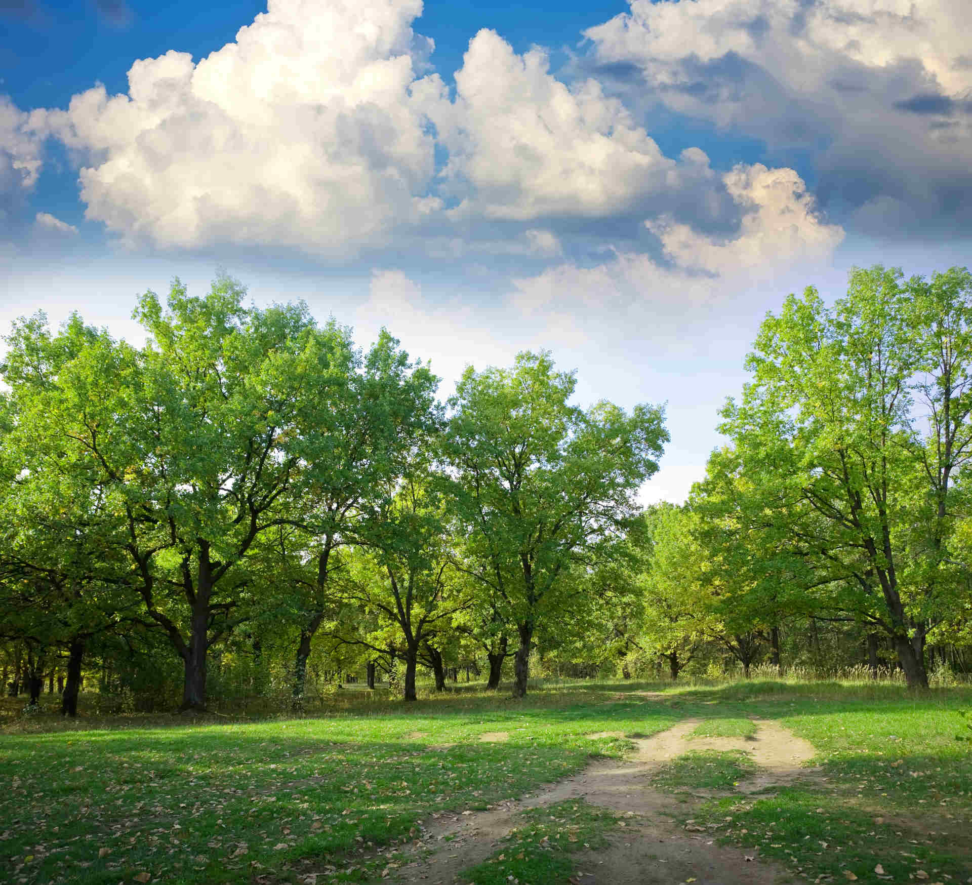 View of beautiful oak grove in summer
